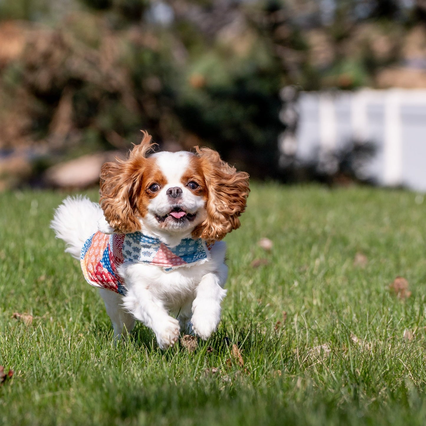 Plaid Quilted Multi-Color Dog Jacket