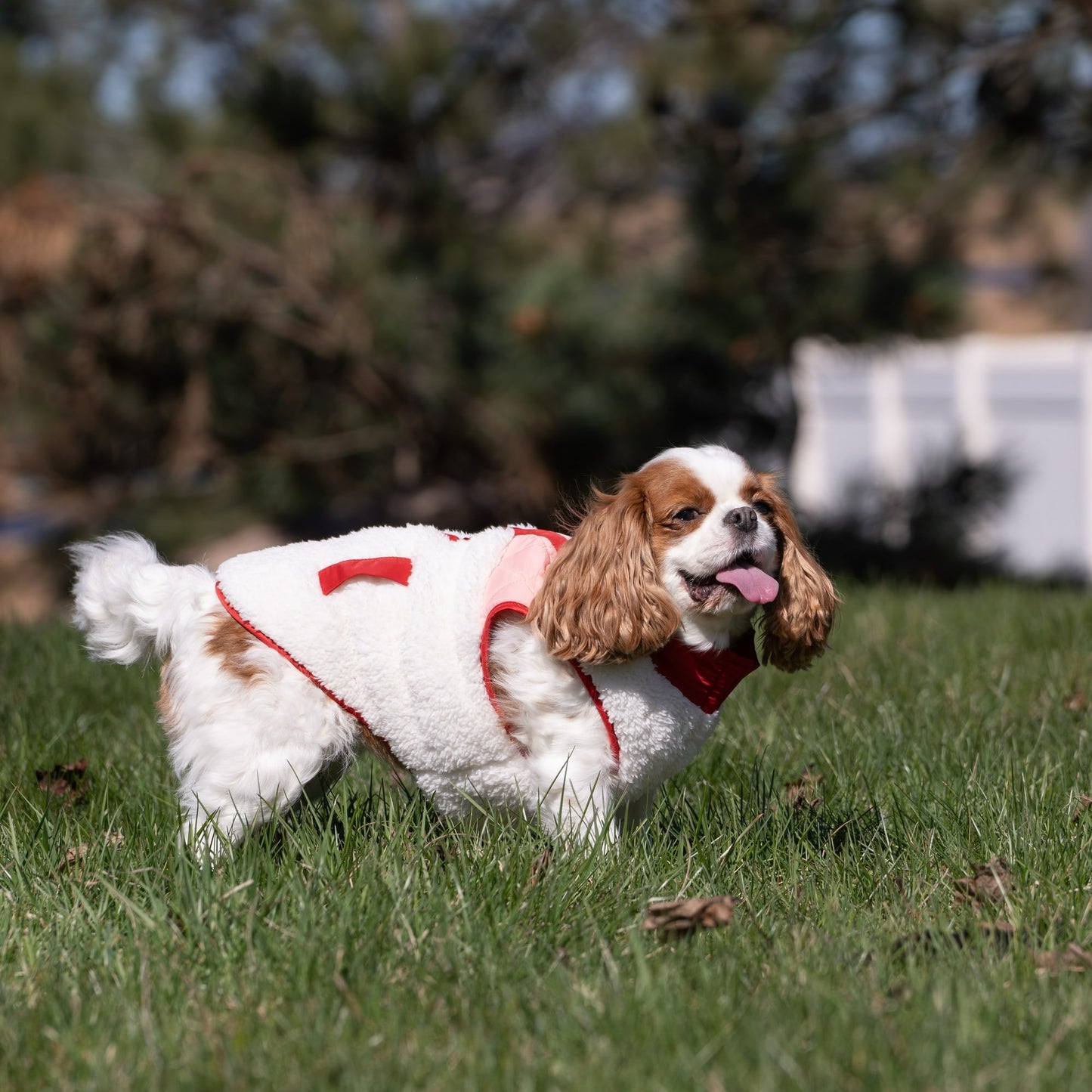 Soft Windproof Dog Coat For Winter