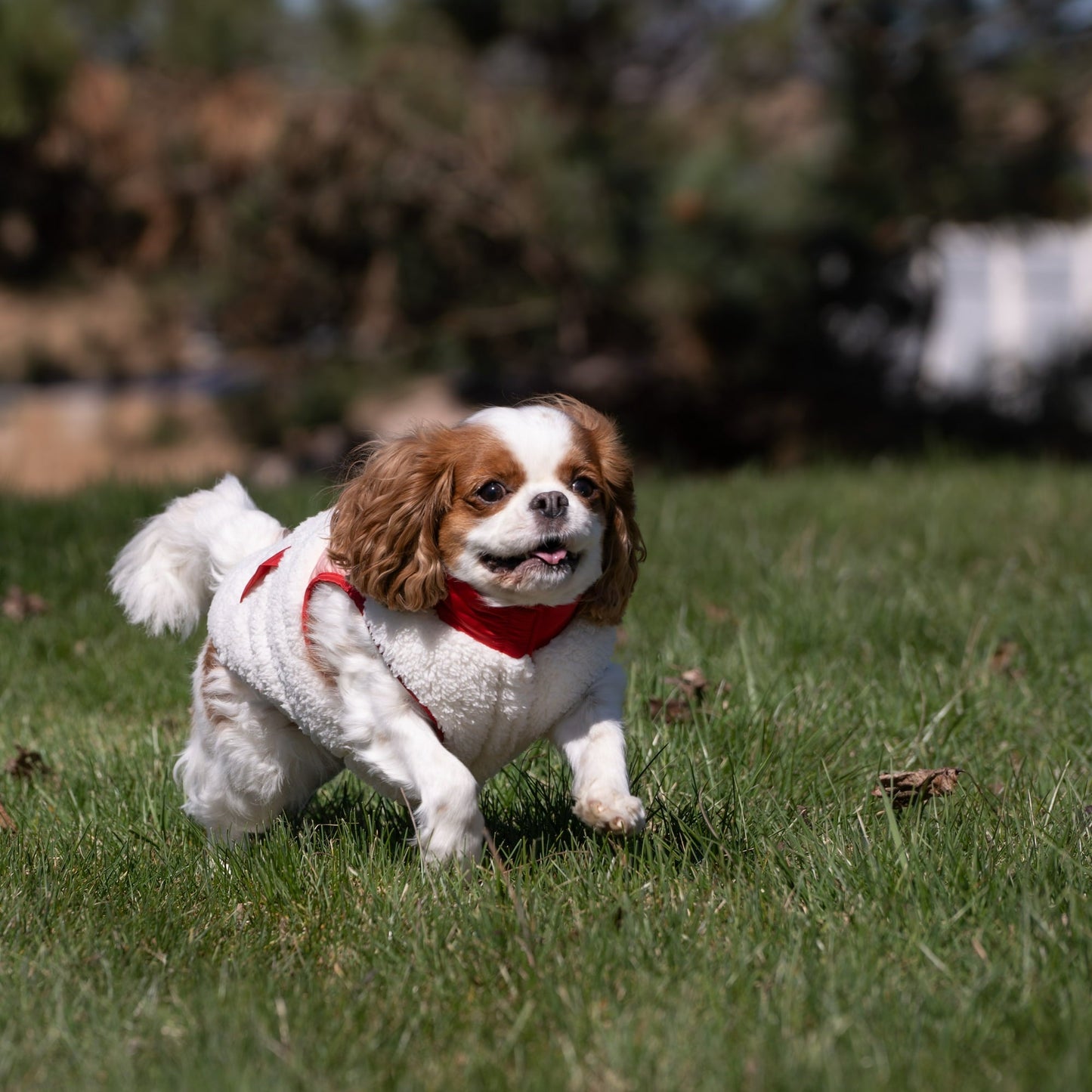 Soft Windproof Dog Coat For Winter